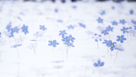 Luki&scaron;kių aik&scaron;tėje Vilniuje neužmir&scaron;tuolių pieva
