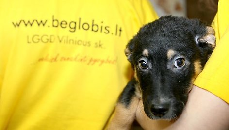 Dainininkai koncertu atkreipė aplinkinių dėmesį į namų neturinčius gyvūnus.