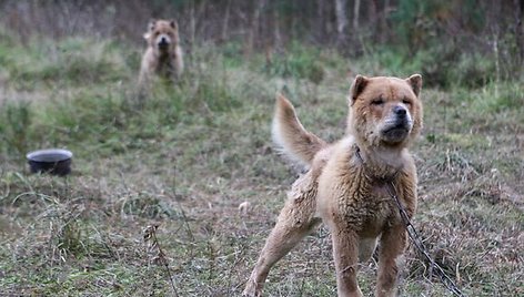 Nelaimingi keturkojai sulaukė žmonių pagalbos.