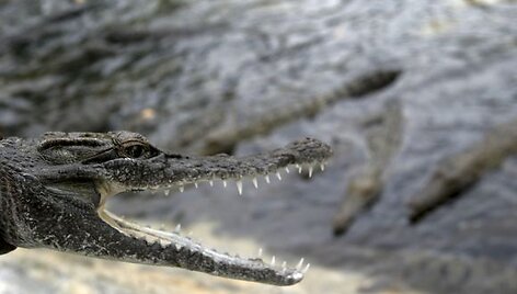 Krokodilas