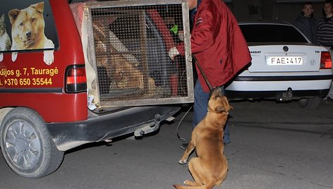 Šuo dabar kurį laiką bus stebimas