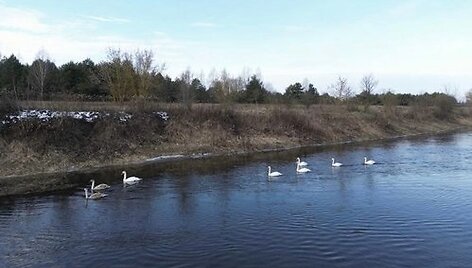 Mykolo paie&scaron;ka