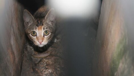 Katinas