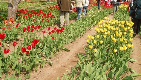 Ankstesnės Tulpių žydėjimo šventės akimirka