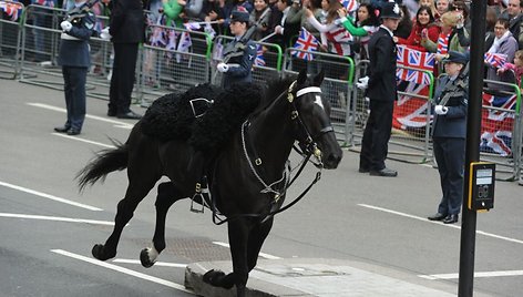 Žirgas, numetęs savo raitelį, pats atrado kelią į arklides.