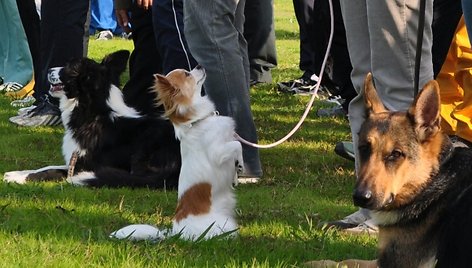 Japonijos policininkams talkins čihuahua Momo (centre).