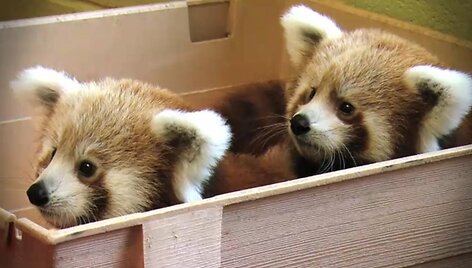 &bdquo;Mozilla&ldquo; globojamos mažosios pandos. 