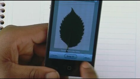 lProgramėlė &bdquo;LeafSnap&ldquo; atpažįsta augalus pagal jų lapus. 