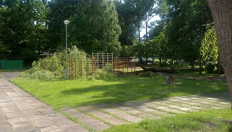 Nukritęs medis darželio teritorijoje galėjo sukelti kraupią nelaimę