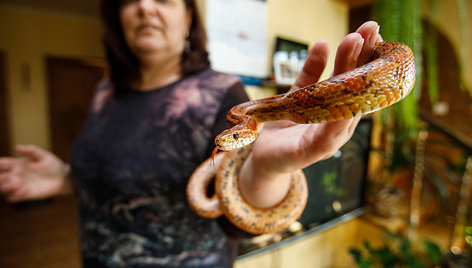 Gyvūnai Virginijos namuose