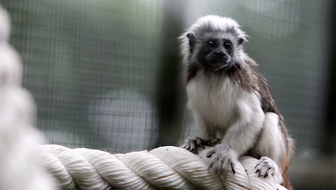 Jaunikliai zoologijos sode