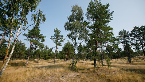 Naglių gamtinis rezervatas