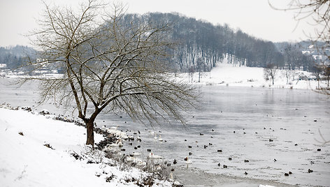 Paukščiai žiemą