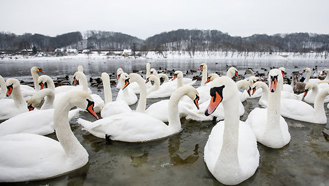 Paukščiai žiemą