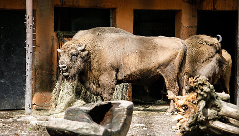 Lietuvos zoologijos sodas prieš uždarymą