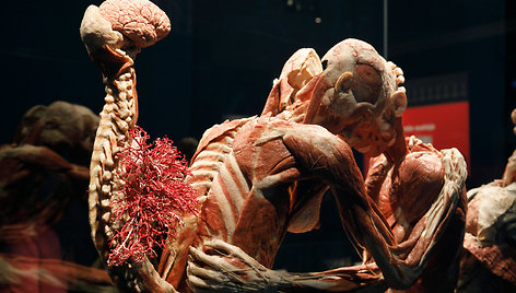 „Body Worlds“ paroda