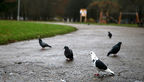 Paukščiai Draugystės parke