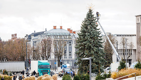 Kauno Kalėdų eglė ruošiama įžiebimui