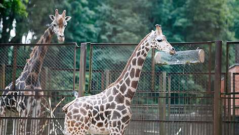 Į zoologijos sodą atgabenta žirafa