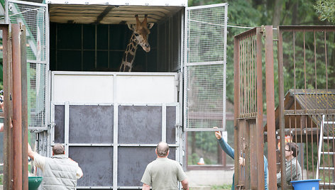 Į zoologijos sodą atgabenta žirafa