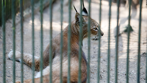 Zoologijos sodo gyventojai gaivinami vandeniu