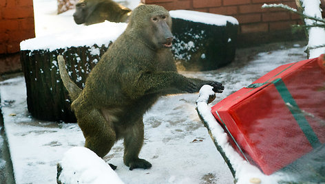 Beždžionės zoologijos sode