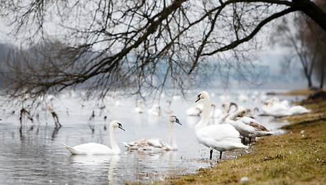 Gulbės Nemune