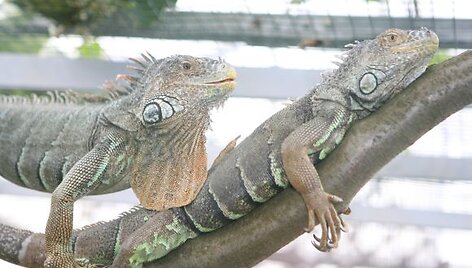 Iguanos &ndash; vienos i&scaron; VDU botanikos sodo &bdquo;gyvojo kampelio&ldquo; gyventojų.