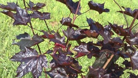 Pavogtas raudonlapis klevas.
