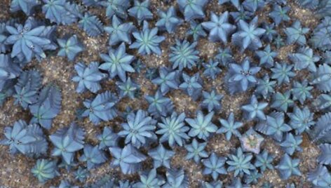 Fred Lebain nuotrauka "Cactus 2005"
