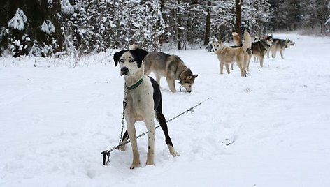 Paskutinę 2009-ųjų dieną haskių tempiamomis rogėmis po Kernavės miškus važinėję Edita ir Karolis džiaugėsi, kad artimieji pasiūlė tokią pramogą.