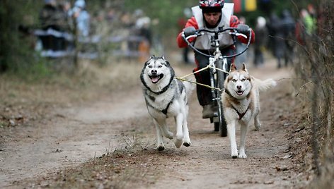 Haskiai - idealūs šunys, tinkantys šunų kinkinių sportui.