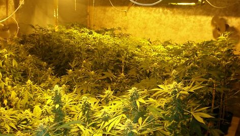 Kanapių plantacija ve&scaron;ėjo Kai&scaron;iadorių rajone esančiame vienkiemyje