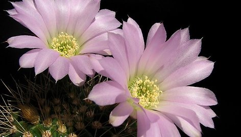 Kaktusų yra pačių įvairiausių rūšių. Nuotraukoje - Acanthocalycium Violaceum