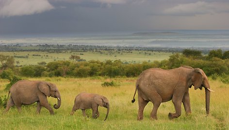 Kenija – puiki šalis šeimoms, mylinčioms gamtą