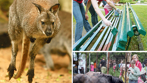 Lietuvos zoologijos sodas sunkmečiu pristabdė darbus. Tačiau jame netrūksta įvairių renginių, naujų gyvūnų. Paremontuoti statinius ar sutvarkyti aplinką padeda ne tik rėmėjai, bet ir privatūs žmonės, pavyzdžiui, jaunimas.