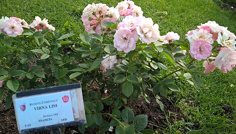 Er&scaron;kėtrožė &ndash; prisiminimas apie gražuolę Romos aktorę Virna Lisi
