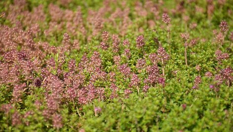 Citrininis čiobrelis