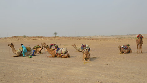 Keleivių laukiantys kupranugariai Jaisalmeryje, Indija