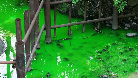 Ryškiai žalia spalva vandenį nudažė iš šiluminės trasos ištekėjęs vanduo su fluorescensiniais dažais