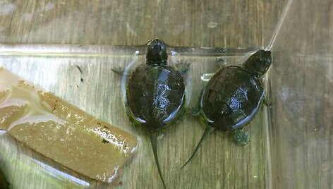Kauno zoologijos sode i&scaron;siritę baliniai vėžliukai