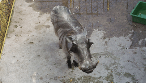 Naujasis „Mini zoo“ gyventojas iš Čekijos zoologijos sodo – karpuotis. 