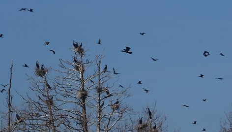 Briedžio saloje apigyveno gausus kormoranų būrys.