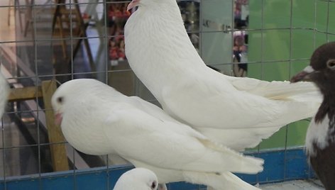 Parodoje buvo galima išvysti apie 40 dekoratyvinių balandžių veislių.