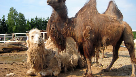 Klaipėdos „Mini Zoo“ auga keturi dvikupriai kupranugariai. Visi jie atkeliavo iš Talino zoologijos sodo. 