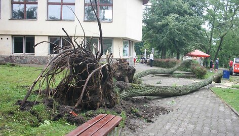 Medžiai i&scaron;versti su visom &scaron;aknim.