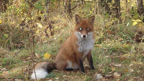 Į Kuršių nerijos gyventojų kiemus vis dažniau atsliūkina lapės.