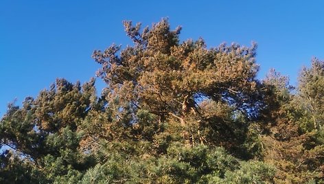 Pajūryje Klaipėdos pusėje pavasarį nurudavo pušų spygliai.