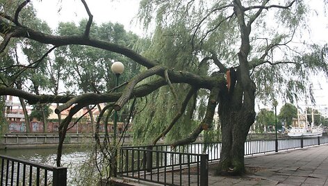 Nors ir apgenėta, tačiau įskilusi &scaron;aka prie Danės kelia pavojų praeiviams. Po &scaron;kvalo prabėgus kelioms savaitėms &scaron;iuo medžiu taip ir nepasirūpinta.
