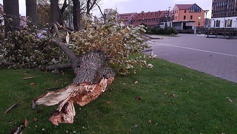 Stiprus vėjas Klaipėdoje laužė medžius.